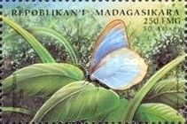 Lesser Grass Blue (Zizina otis)