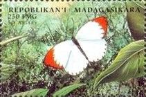 Scarlet Tip (Colotis danae)