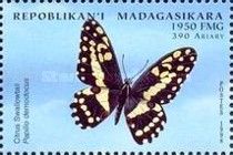 Citrus Swallowtail (Papilio demodocus)