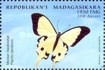 African Swallowtail (Papilio dardanus)