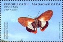 Striped Policeman (Coeliades forestan)