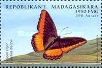 Golden Piper (Eurytela dryope)