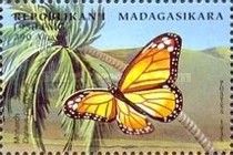 Monarch (Danaus plexippus)