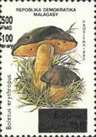 Boletus erythropus, surcharge
