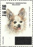 Papillon (Canis lupus familiaris), surcharge