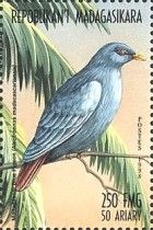 Madagascan Blue Pigeon (Alectroenas madagascariensis)