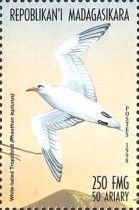 White-tailed Tropicbird (Phaethon lepturus)