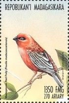 Red Fody (Foudia madagascariensis)