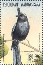 Crested drongo (Dicrurus forficatus)