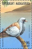 Namaqua Dove (Oena capensis)