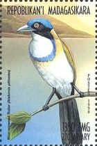 Pitta-like ground roller (Atelornis pittoides)