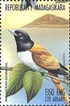 Rufous vanga (Schetba rufa)
