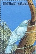 Nuthatch vanga (Hypositta corallirostris)