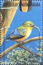 Sunbird Asity (Neodrepanis coruscans)