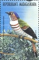 Short-legged Ground Roller (Brachypteracias leptosomus)