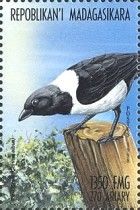 Pied Crow (Corvus albus)