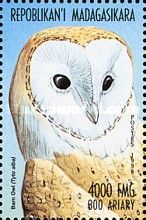 Western Barn Owl (Tyto alba)