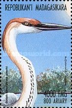 Goliath Heron (Ardea goliath)