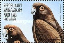 Greater Vasa Parrot (Coracopsis vasa)