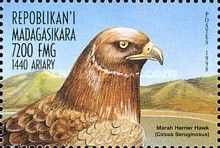 Marsh Harrier Hark (Circus seruginosus)