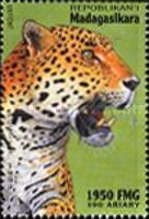Jaguar (Panthera onca)