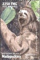 Pale-throated Three-toed Sloth (Bradypus tridactylus)