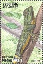 Cameleon (Anolis sp.)