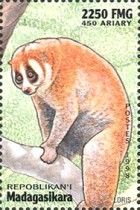 Sunda Slow Loris (Nycticebus coucang)