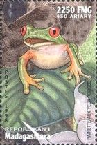 Red-eyed Tree Frog (Agalychnis callidryas)