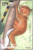 Tarsier