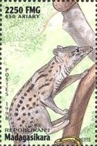 African Civet (Civettictis civetta)