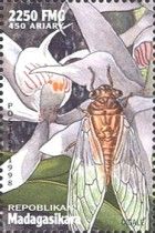 Cicada