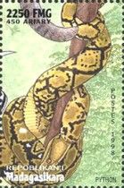 Indian Python (Python molurus)