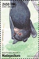 Flying Fox sp. (Pteropus sp.)