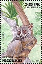 Galago
