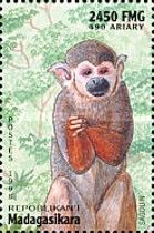 Guianan Squirrel Monkey (Saimiri sciureus)