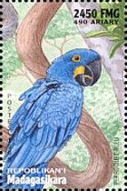 Hyacinth Macaw (Anodorhynchus hyacinthinus)