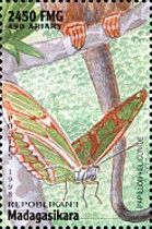 Heliconius