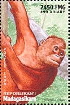 Bornean Orangutan (Pongo pygmaeus)
