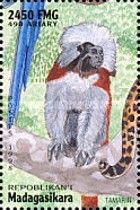 Cotton-top Tamarin (Saguinus oedipus)