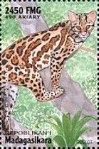 Ocelot (Leopardus pardalis)