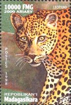 Leopard (Panthera pardus)