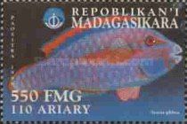Scarus globus