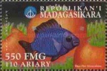 Threespot Dascyllus (Dascyllus trimaculatus)