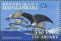 Hyporhamphus unifasciatus