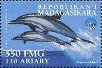Common Dolphin (Delphinus delphis)