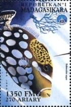 Balistoides niger