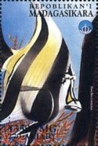 Zanclus cornutus