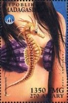 Hippocampus kuda