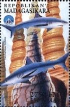 Carcharhinus limbatus